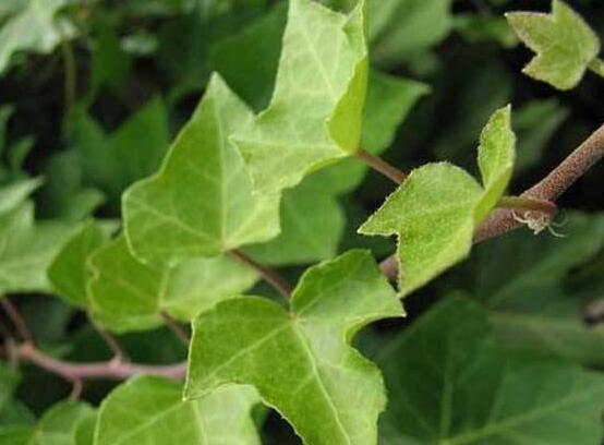 常春藤夏季怎么養(yǎng)，“土肥防曬忌寒”記住六字訣就夠了