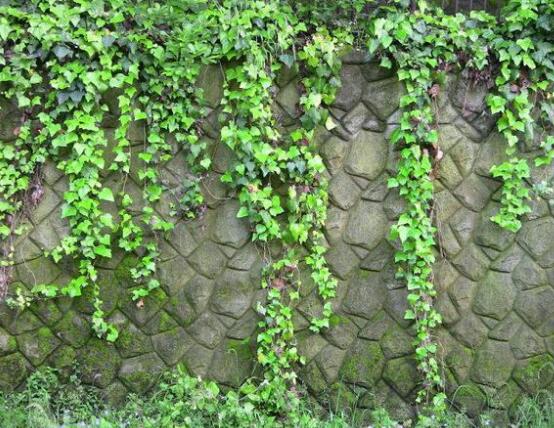 常春藤用淺盆還是深盆，深、淺盆都合適