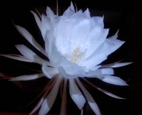 曇花的病蟲害及其防治，詳解四種病蟲害防治大全