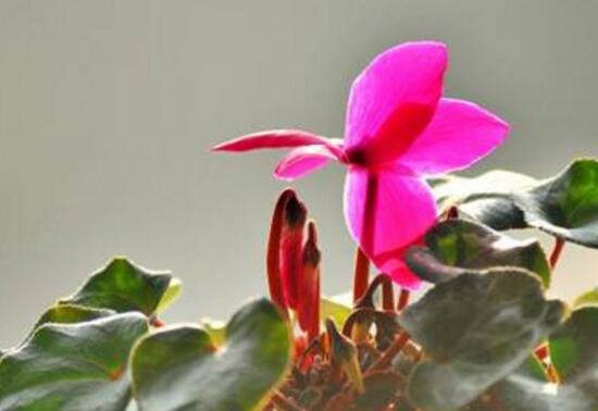 仙客來夏天怎么養(yǎng)，仙客來怎樣度過夏天