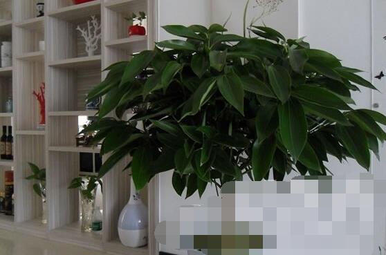 平安樹的功效與作用，保佑平安幸福