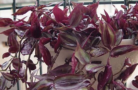 吊蘭有哪些品種，吊蘭的品種圖片大全