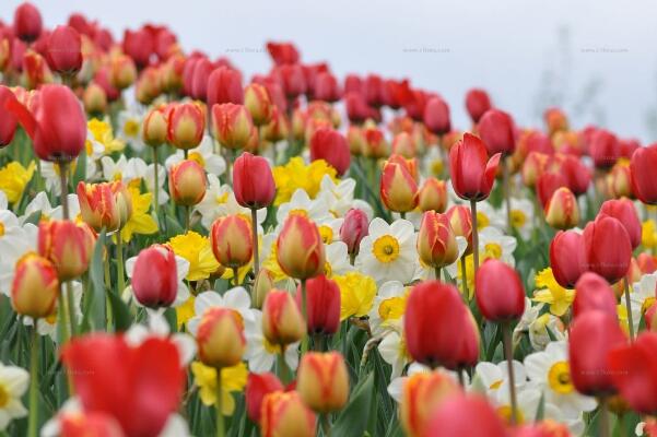 康乃馨花怎么養(yǎng)，康乃馨養(yǎng)殖的5大要點(diǎn)