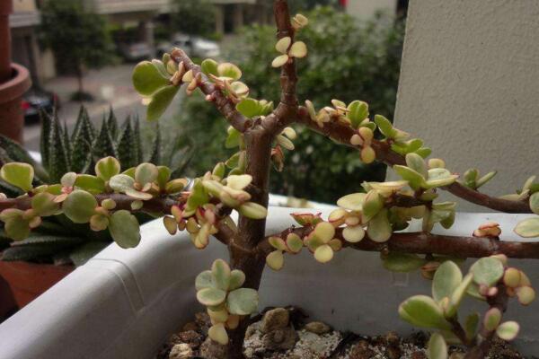 多肉雅樂之舞怎么繁殖，扦插以及嫁接都可以進(jìn)行繁殖