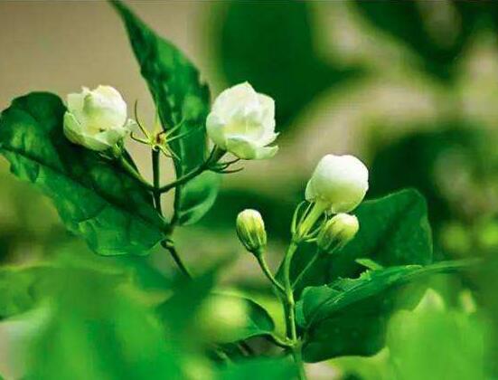 茉莉花圖片，潔白如雪、芳香迷人