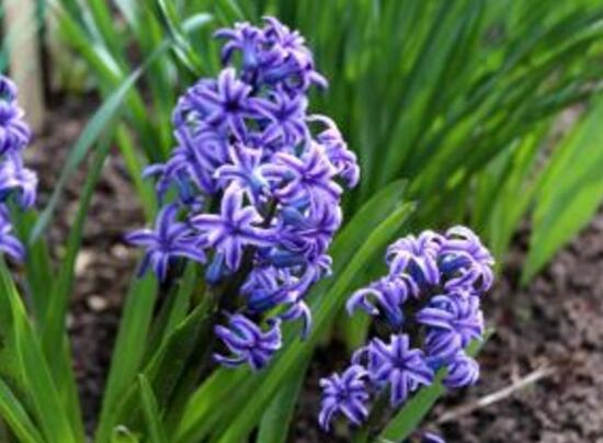 風信子的花期有多長，風信子不開花怎么辦