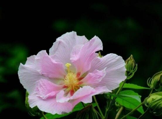 芙蓉花的花語和傳說，代表著脫俗持久、高潔之士、纖細之美