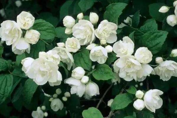 茉莉茶的功效與禁忌，排毒養(yǎng)顏、除口臭去肺熱