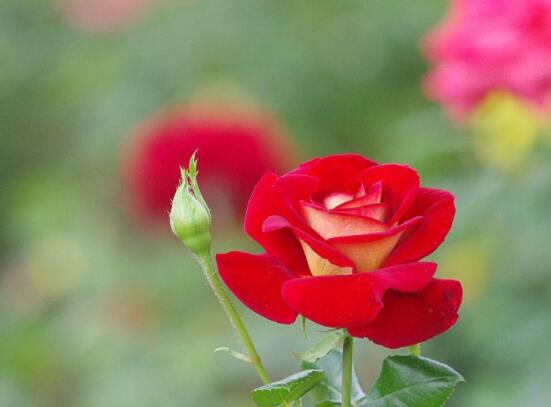 月季為何只長枝條而不開花，四種原因以及解決辦法