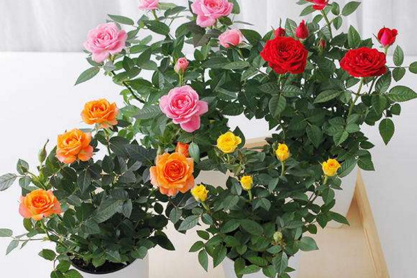 小玫瑰葉子發(fā)黃脫落