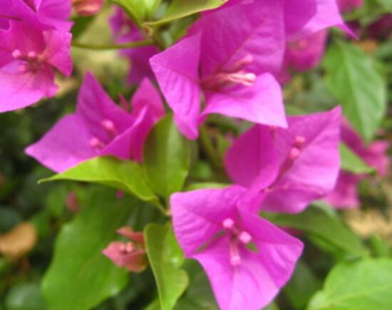 三角梅不開花，教你三種原因以及解決辦法