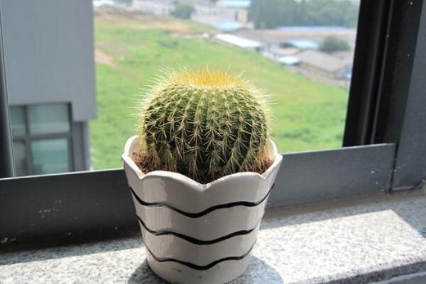 仙人球多久澆一次水，控制澆水量保證土壤偏干即可