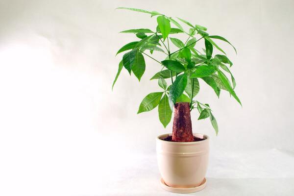 發(fā)財樹怎樣澆水不會死，發(fā)財樹四季澆水要點