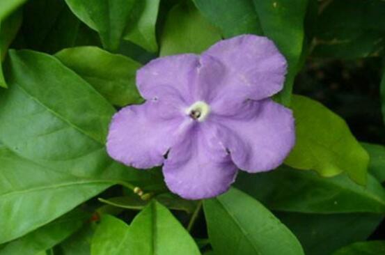 番茉莉怎么養(yǎng)，八大方法教你養(yǎng)得郁郁蔥蔥