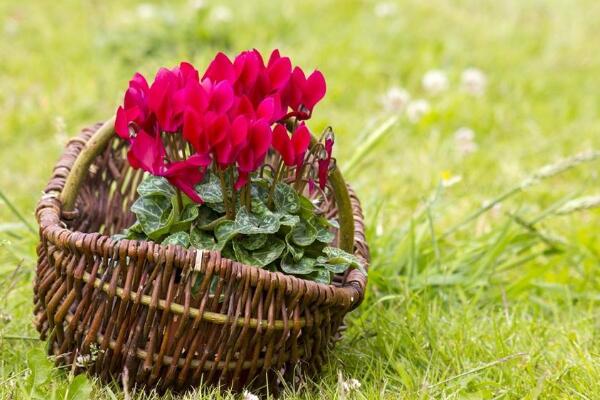 仙客來葉子黃了怎么辦，5步輕松解決葉子發(fā)黃問題