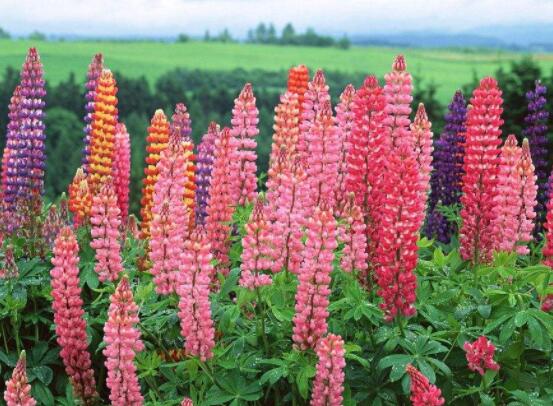 薰衣草精油的功效與用法，美容養(yǎng)顏、舒緩心情