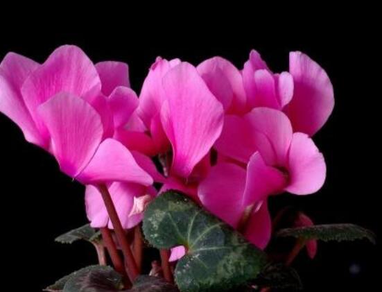 仙客來花期需施什么肥，做好薄肥少施原則(磷鉀肥為主)