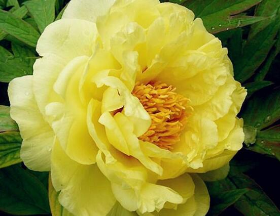 牡丹花品種大全，細(xì)數(shù)牡丹花最珍貴的八大品種