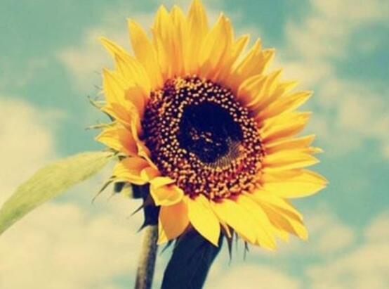 向日葵的花語和寓意，代表著沉默的愛、我的心永遠追隨你