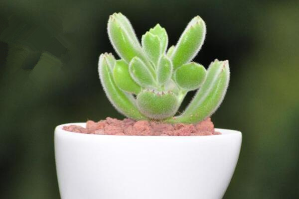 熊童子爪子不紅怎么辦，季節(jié)變換也會導(dǎo)致它的爪子不紅