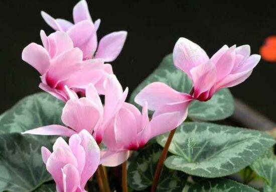 家庭養(yǎng)殖仙客來有什么好處，裝飾家居改善好心情