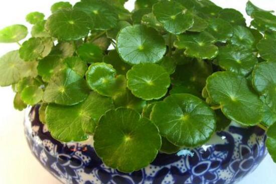 銅錢草爛根是什么原因，銅錢草爛根了怎么辦