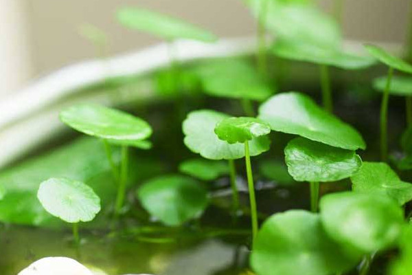 銅錢草怎么養(yǎng)