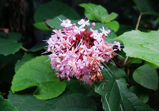 臭繡球花的養(yǎng)殖方法和注意事項，臭繡球花八大養(yǎng)殖基本方法