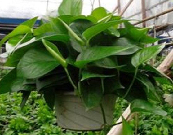 綠蘿用什么盆養(yǎng)好，塑料盆與紫砂盆是養(yǎng)殖最佳選擇 