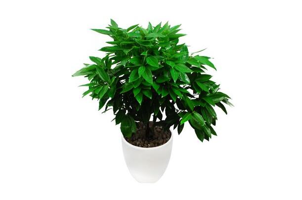 室內(nèi)養(yǎng)平安樹的好處，旺運(yùn)勢還健康