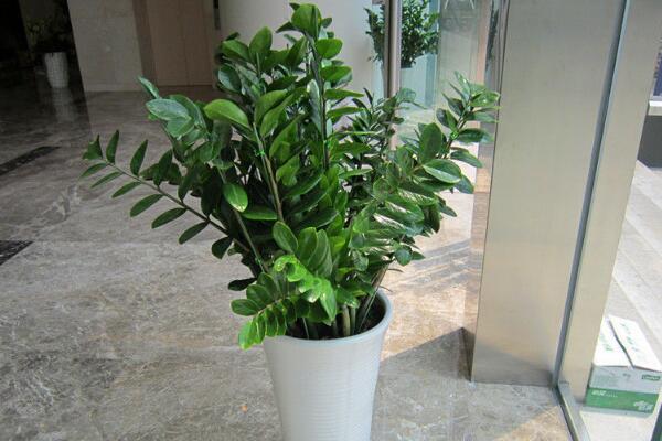 金錢樹長得太高怎么辦，適當修剪并加強管理