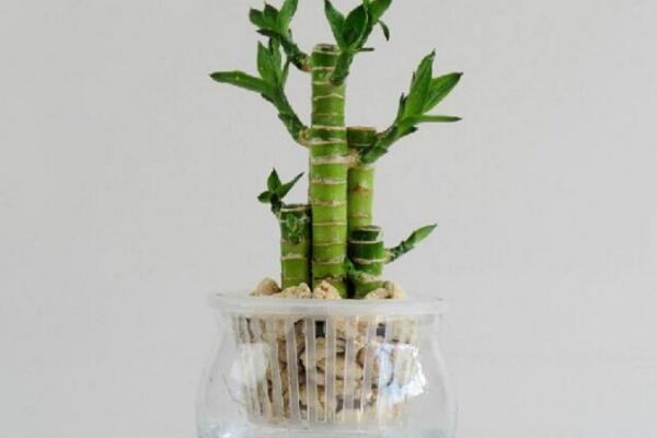 水養(yǎng)富貴竹的擺放位置，客廳、大門、廚房、臥室以及辦公桌