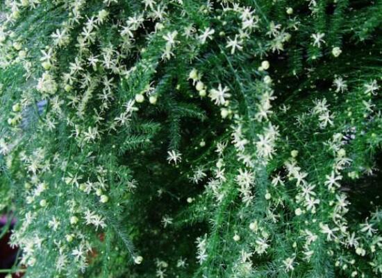 文竹會開花嗎，文竹開花有什么兆頭/很難開花