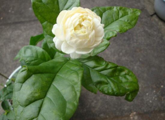 虎頭茉莉怎么養(yǎng)，做好六個養(yǎng)殖步驟即可花開爆盆