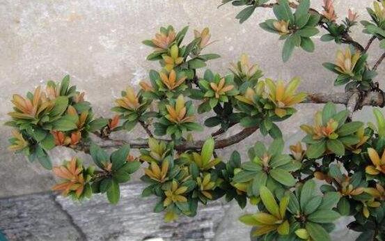 羅漢松什么品種最好，盤點最珍貴且珍稀四種品種