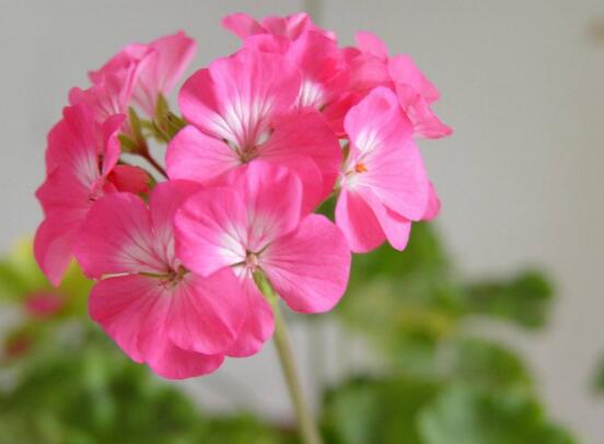 天竺葵用什么肥料最好，不同時(shí)期所需要的肥料不盡相同