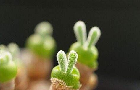 小碧光環(huán)可以移盆嗎，要選擇適宜的時(shí)間移栽