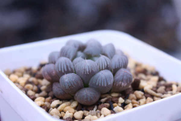 大型玉露怎么養(yǎng)，澆水灌溉需定時(shí)定量