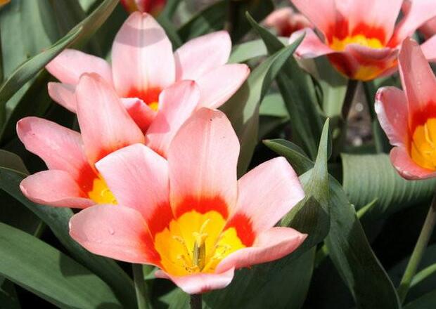 郁金香圖片大全，最好的品種克氏郁金香