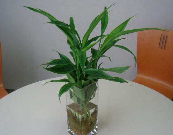 水養(yǎng)富貴竹葉子發(fā)黃怎么辦，四個(gè)原因以及解決辦法