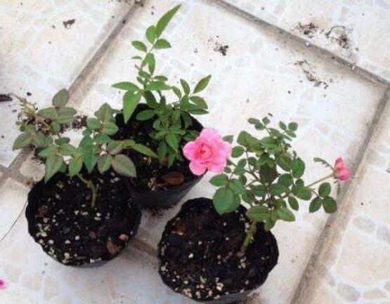 月季花用什么土最好，園土腐葉土泥炭土最為合適(營(yíng)養(yǎng)全面)