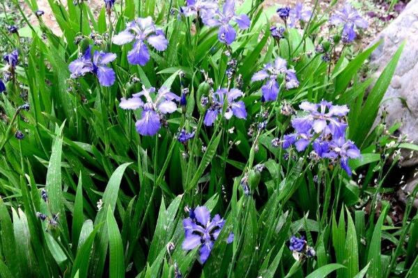 蘭花花苞發(fā)黑脫落怎么辦，多是施肥量大、澆水過多