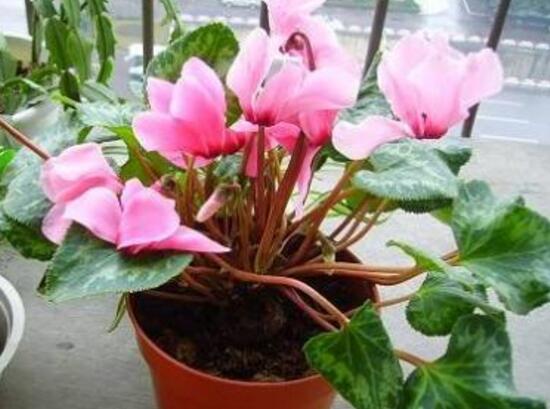 仙客來有哪些品種，仙客來品種圖片大全