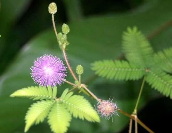 含羞草的作用與功效，預(yù)測地震、消腫止痛