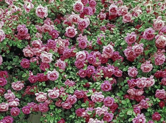 薔薇花圖片，薔薇花圖片大全