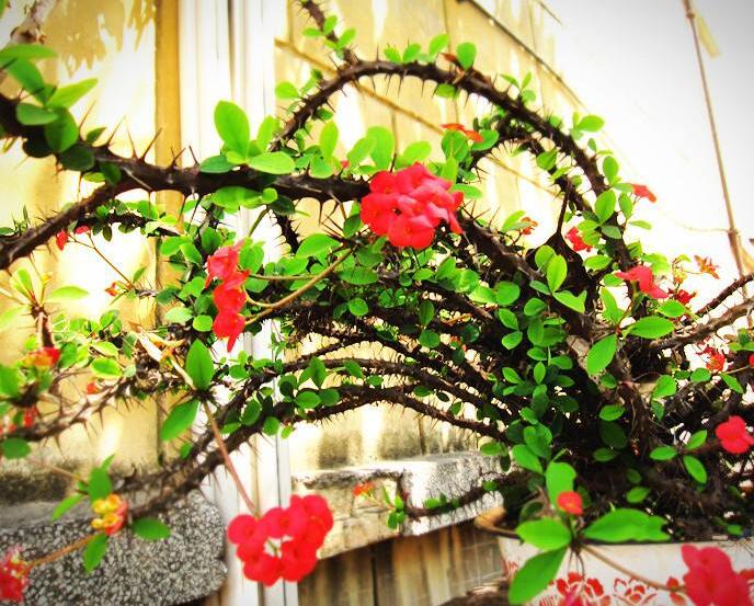 盆栽虎刺梅的養(yǎng)殖方法，施肥澆水頭頭要顧到