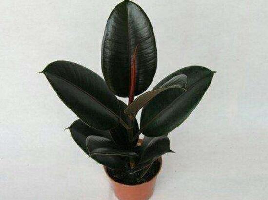 橡皮樹好養(yǎng)嗎，橡皮樹的養(yǎng)殖方法和注意事項(xiàng)