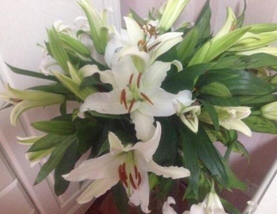 香水百合的種植方法，擇健康種球/注意消毒選擇合適盆土