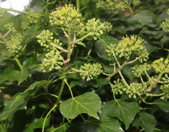 常春藤的水培方法，四個步驟讓你的常春藤郁郁蔥蔥