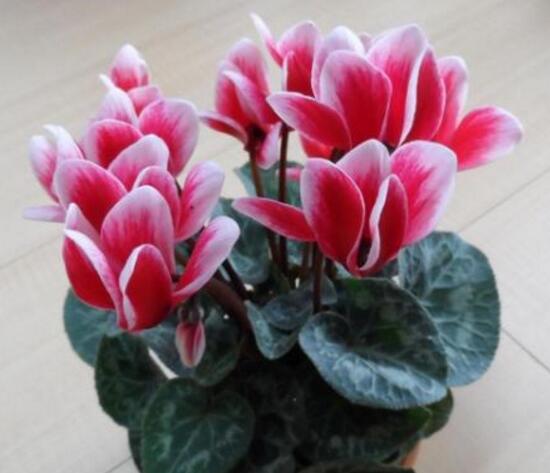 仙客來的風(fēng)水作用，仙客來的功效與作用